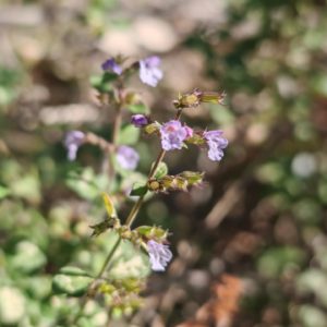 Calament nepeta 11