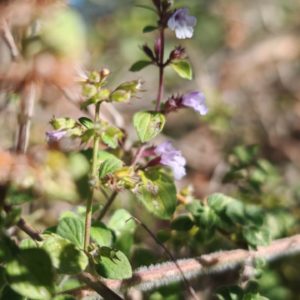 Calament nepeta 12