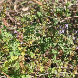 Calament nepeta 13