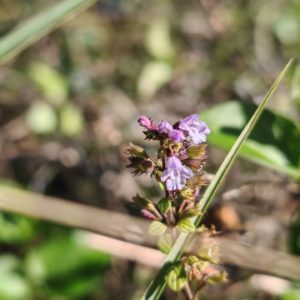 Calament nepeta 14