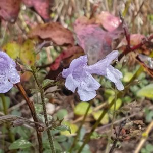 Calament nepeta 2