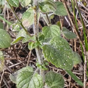 Calament nepeta 4