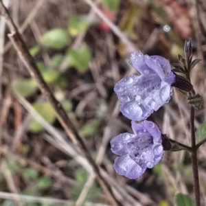 Calament nepeta 5