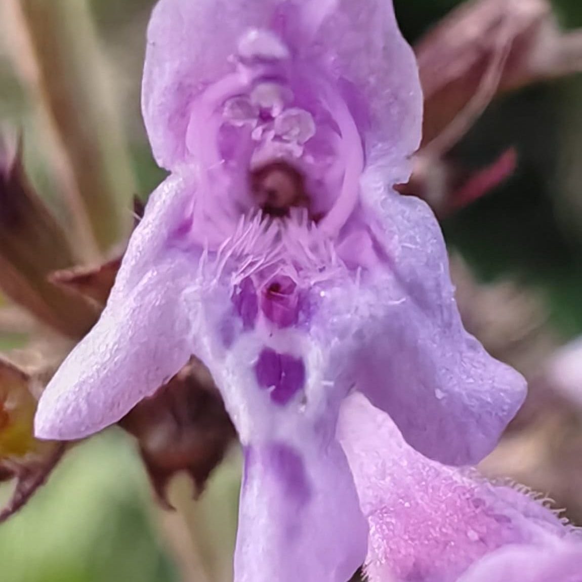 Calament nepeta 6