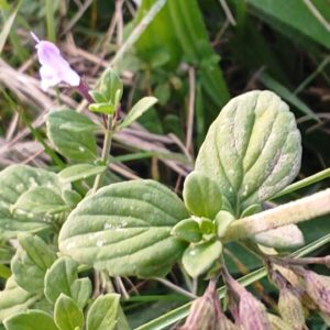 Calament nepeta 7
