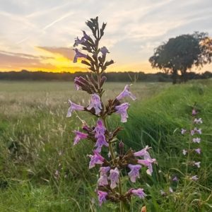 Calament nepeta 8
