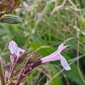 Calament nepeta 9