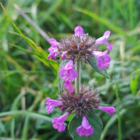 Fleurs du calament clinopode