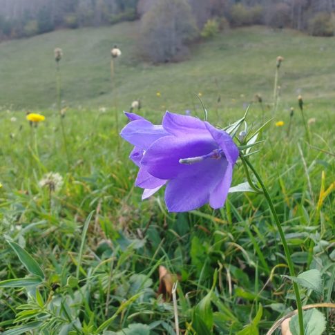 Campanule rhonboidale