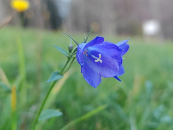 Campanule rhomboïdale