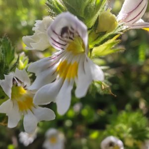 Euphraise officinale 3