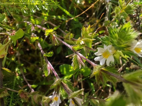 Euphraise officinale