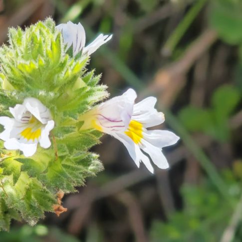 Fleur de l'euphraise officinale