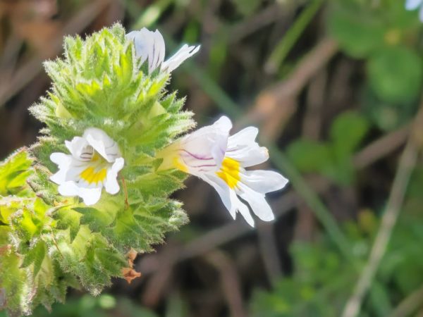 Euphraise officinale
