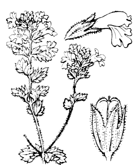 Euphraise officinale