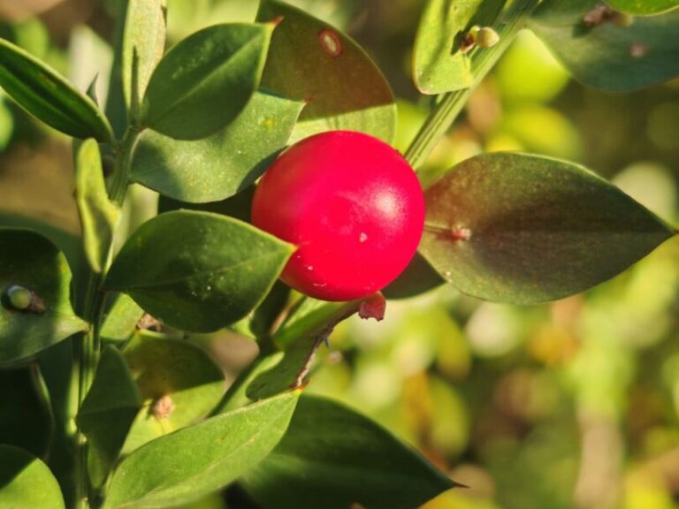 Fragon