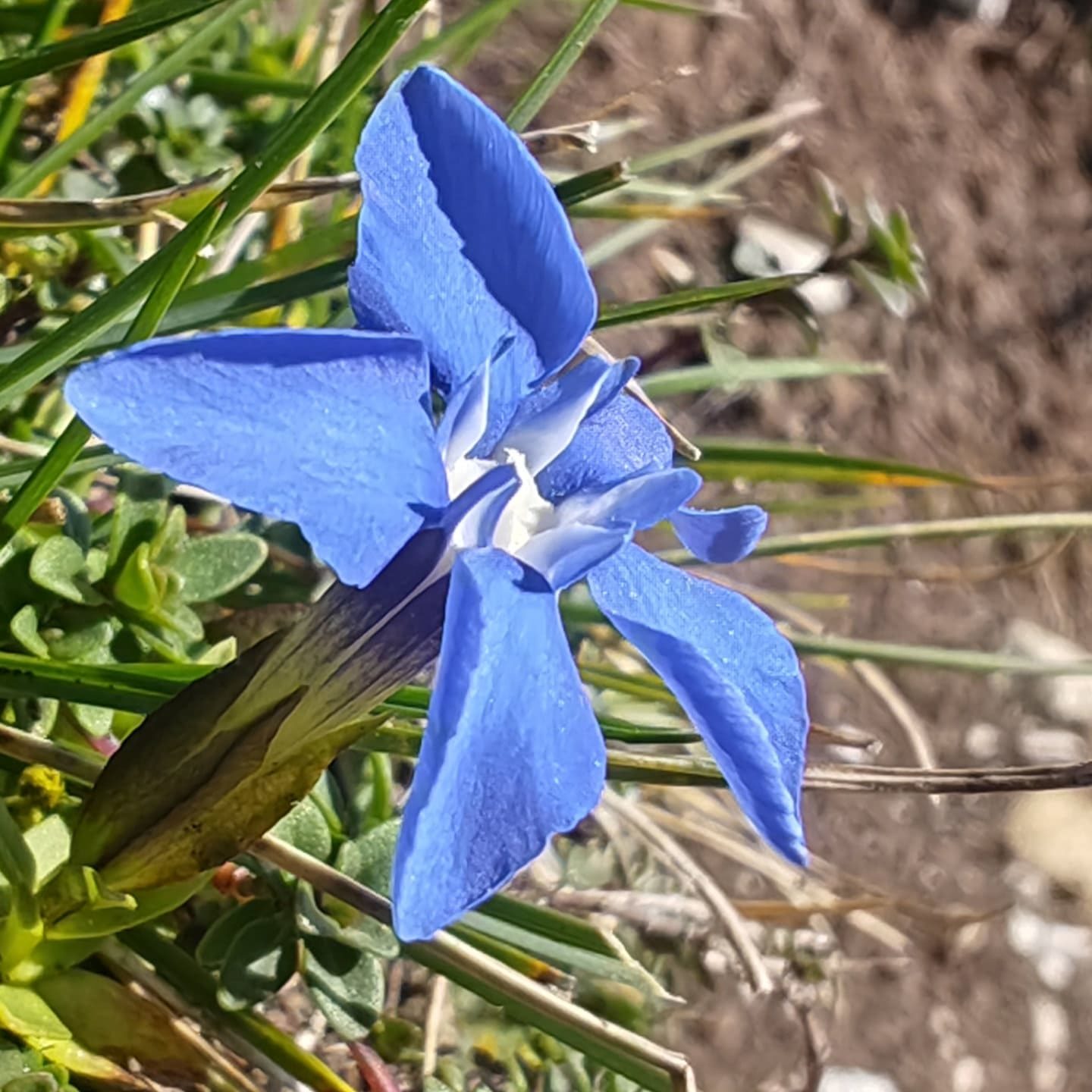 Gentiane à feuilles courtes 7