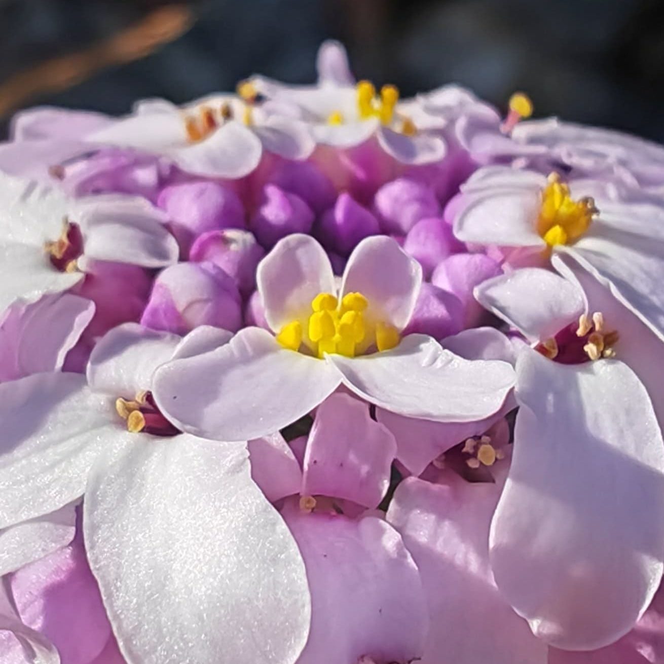 Fleur de Ibéris à feuille de lin