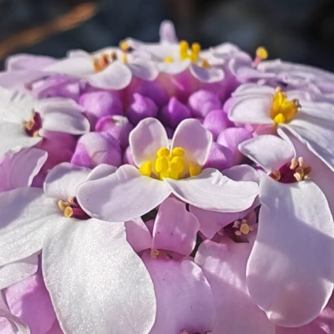 Fleur de Ibéris à feuille de lin