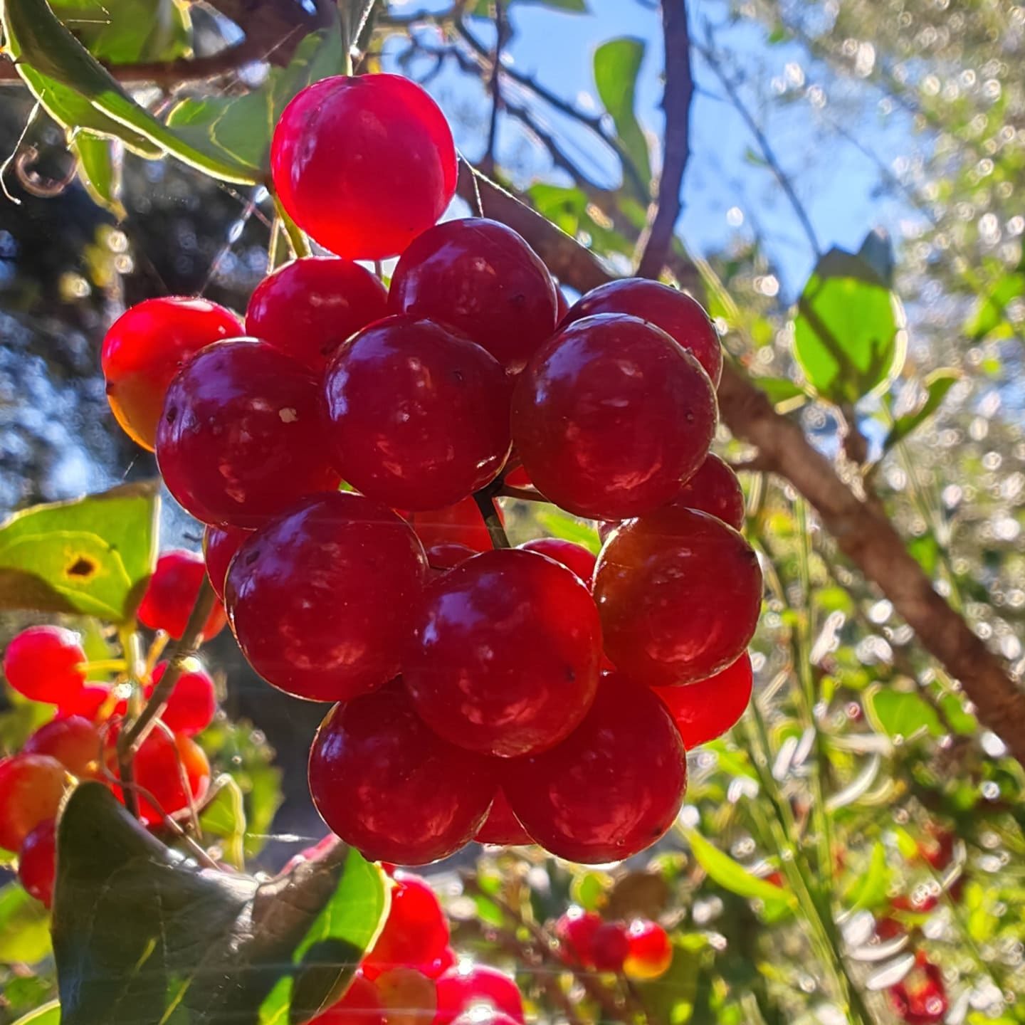 Baies rouges