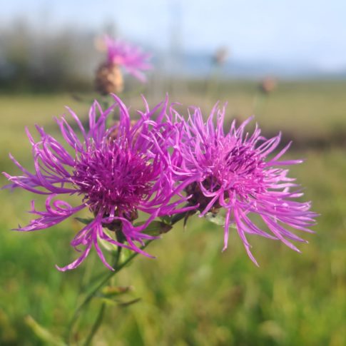 centaurée jacée 3