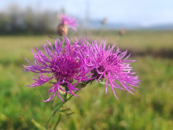 Centaurée jacée