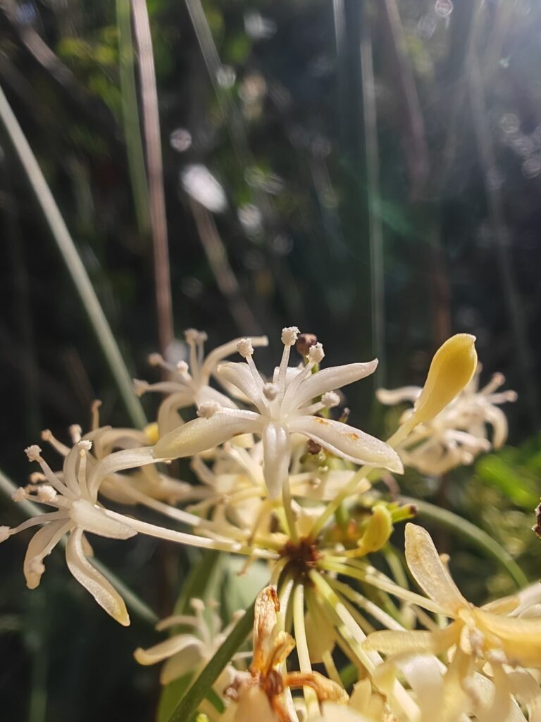 Salsepareille - Fleur