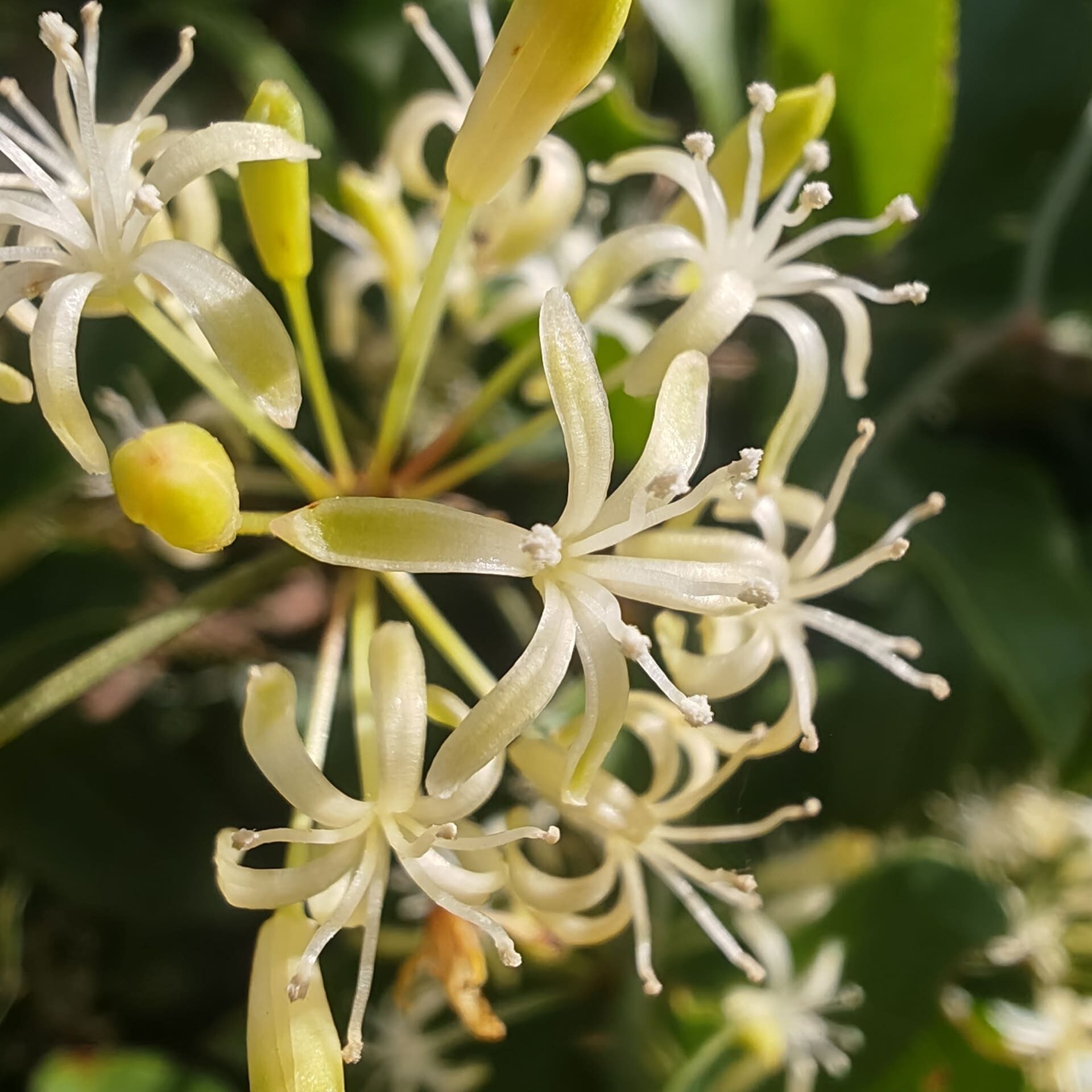 salsepareille - Fleurs