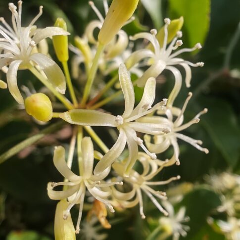 salsepareille - Fleurs