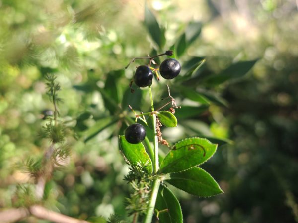 Garance voyageuse
