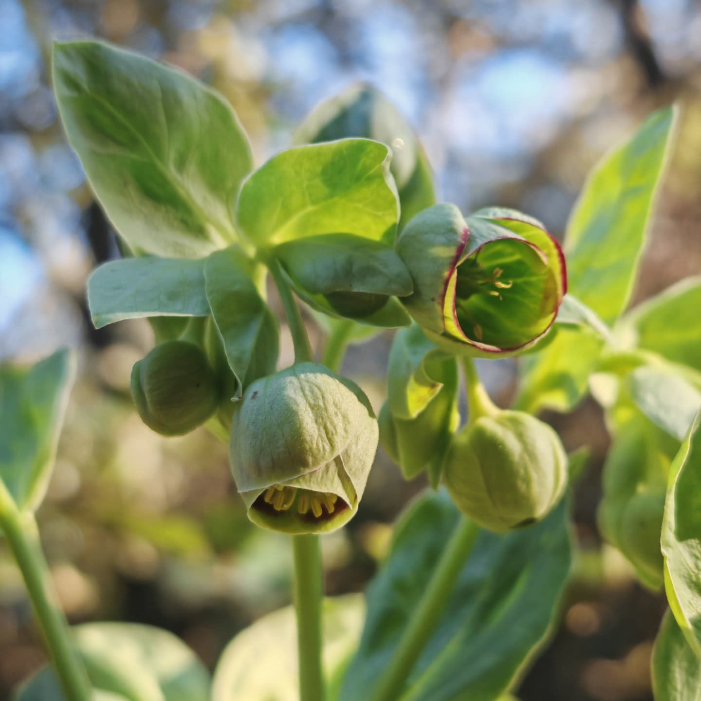 Fleurs de l'hellébore fétide