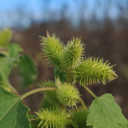 Fruits épineux de la lampourde glouteron