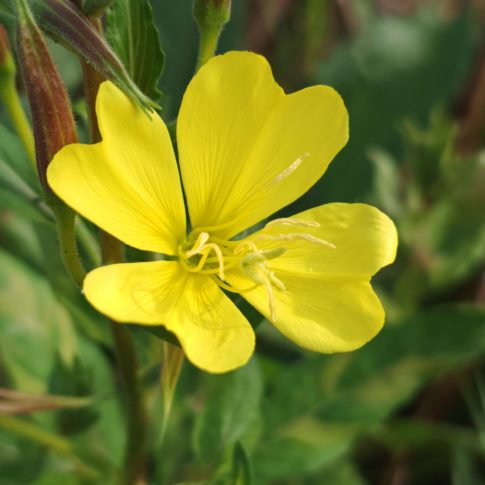 Fleur de l'onagre bisanuelle
