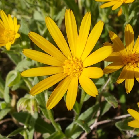 Capitule radié du souci des champs