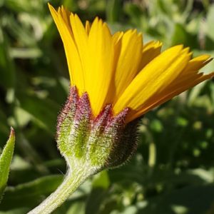 Involucre du souci des champs