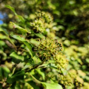 Lierre grimpant - Ombelle Lierre grimpant - Ombelle