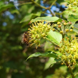 Lierre grimpant - Plante métallifère Lierre grimpant - Plante métallifère