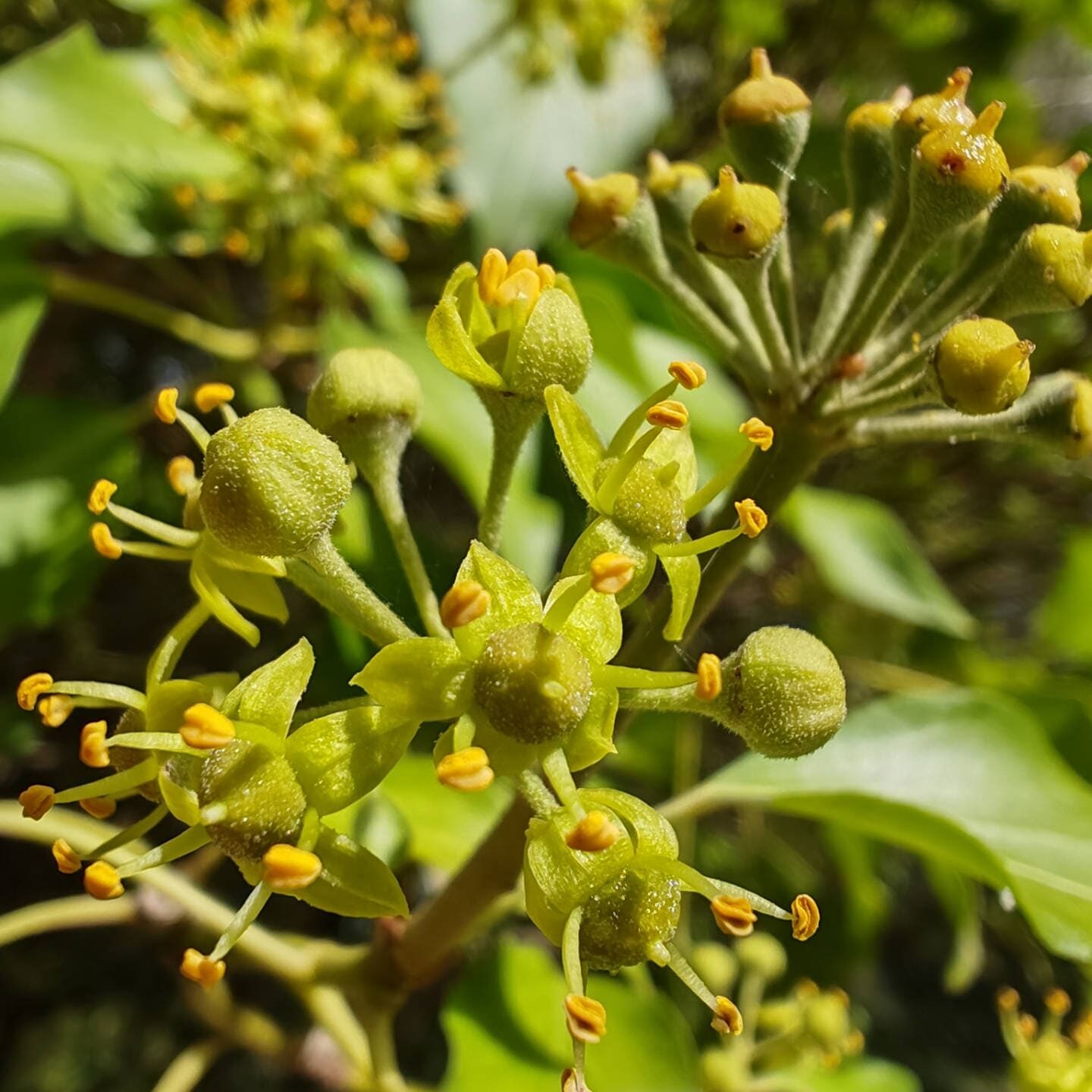 Lierre grimpant - Fleur Lierre grimpant - Fleur