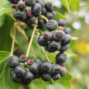 Baies du lierre grimpant Baies du lierre grimpant