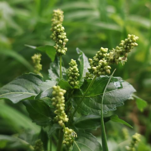 Mercuriale annuelle 3