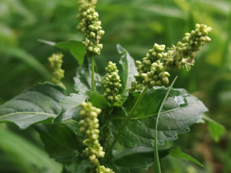 Mercuriale annuelle