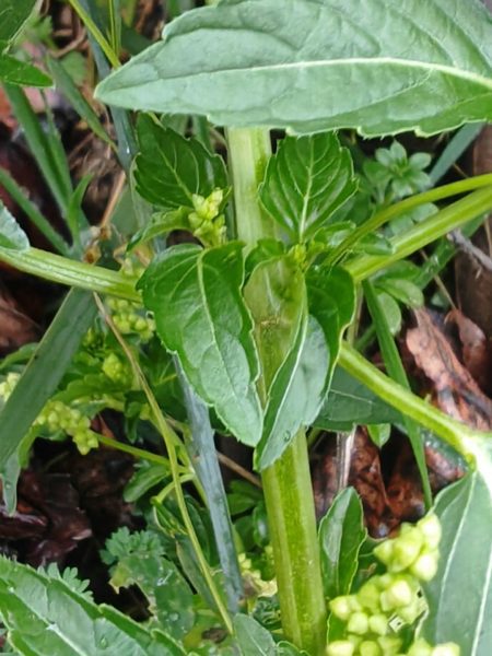 Mercuriale annuelle