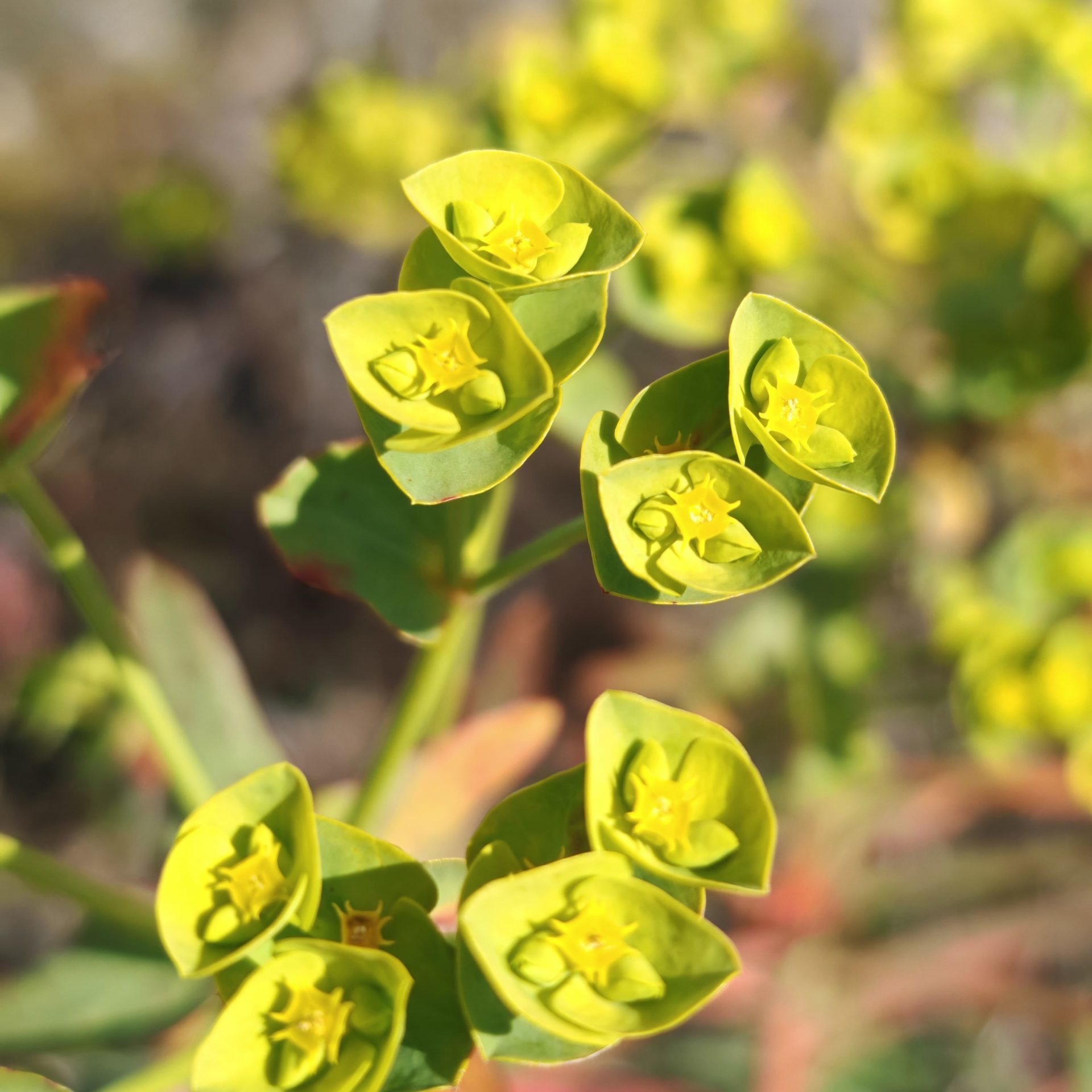 Fleurs d'euphorbe des moissons
