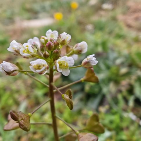 Sommité fleurie de la capselle bourse-à-pasteur