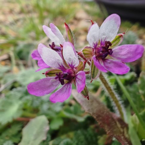 Érodium à feuilles de cigue 3