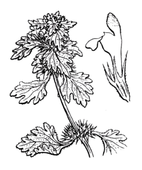Flore de Coste - Lamier hybride Flore de Coste, Lamier hybride