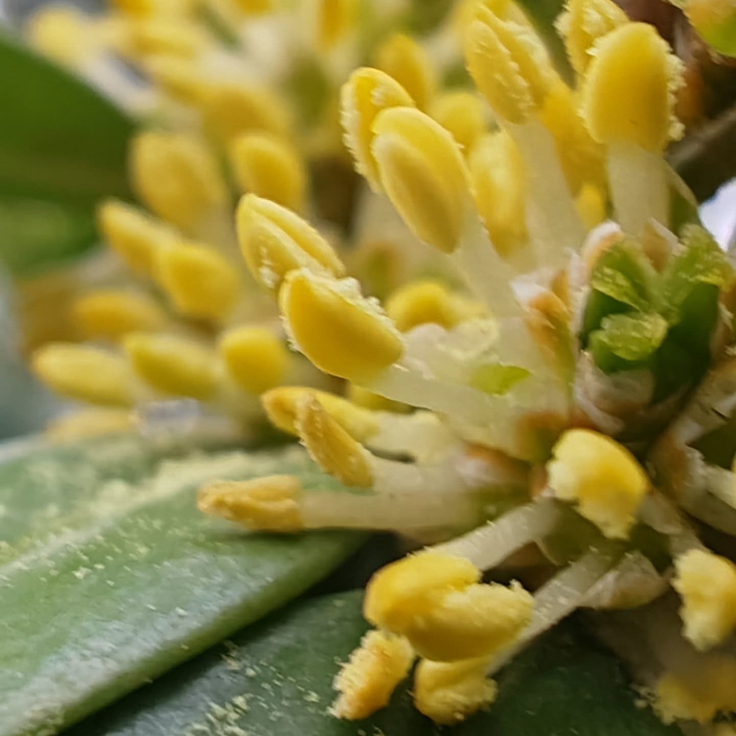 Fleurs du buis