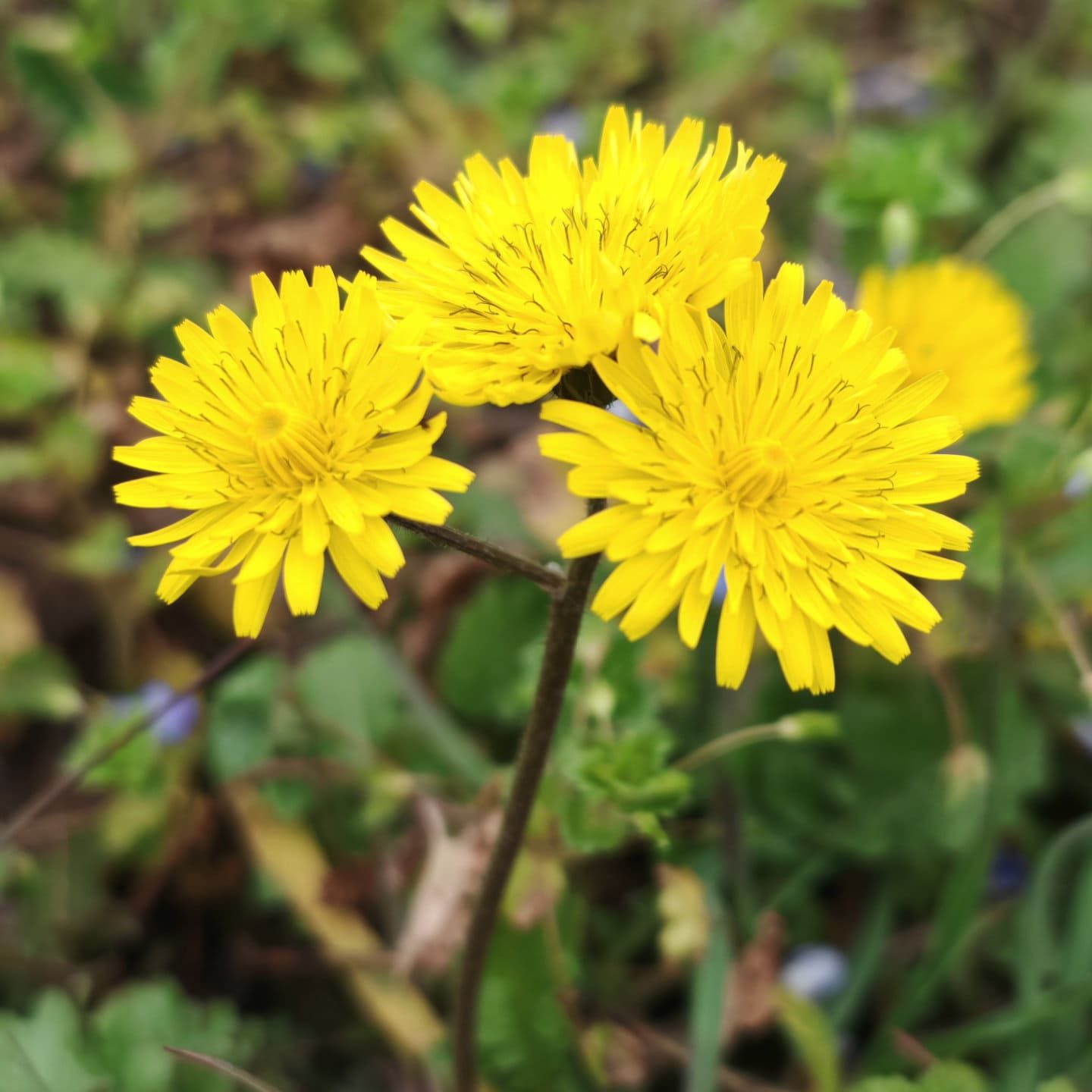 Capitule réunies du crépis saint