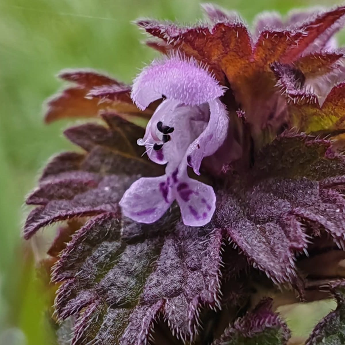Fleur du lamier hybride