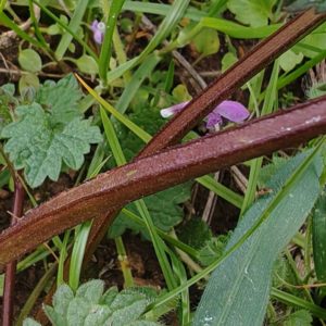 lamier hybride 8